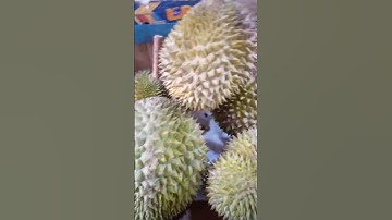 DURIAN FRUIT #shorts #shortvideo