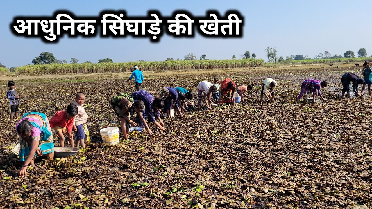 सिंघाड़े की खेती Singhade Ki Kheti Water Chestnut Plant In hindi
