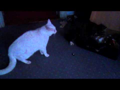 Video: Kas bengali kassid nurruvad?