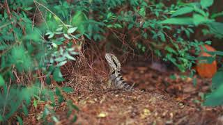 Eastern Dragon