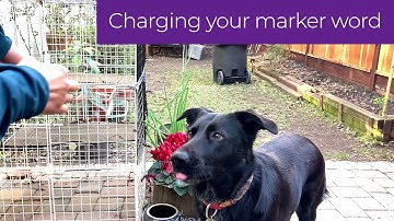 Charging your marker word ("yes")