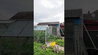 We’re building our garden shed from scratch! #diy #homerenovation  #garden #diyshed