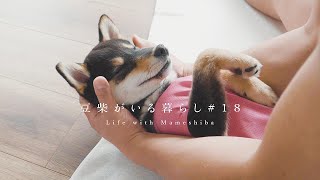 海外で大人気のドッグヨガをやってみたら、豆柴の身体能力が高すぎた。【豆柴暮らし】