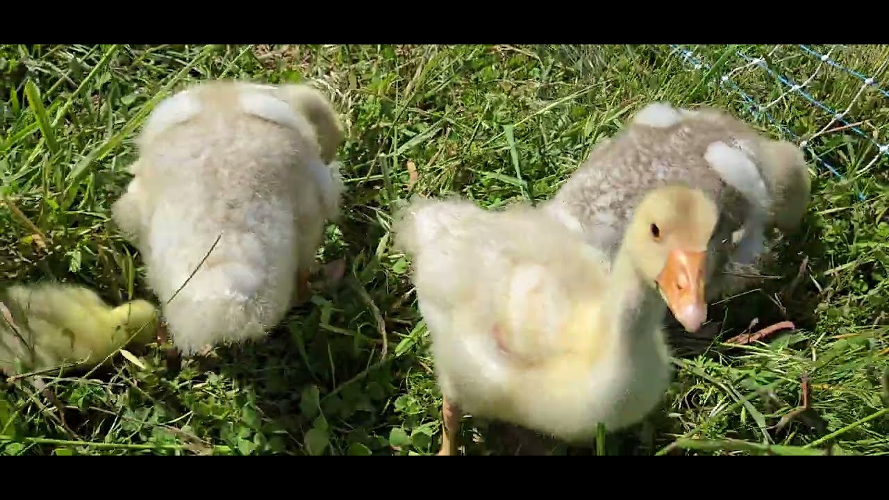 بەچکە قازی یەک مانگە لە تەک سئ رۆژە