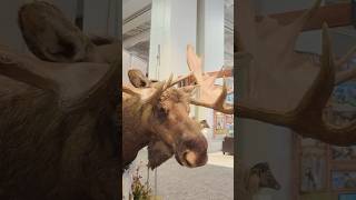 There's something about a mature bull moose that captures every hunter's imagination. #hunting