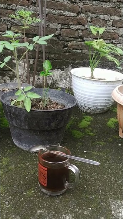 Story WA Ngopi, Minggu 23 Januari 2022