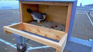 Falcon Shift change