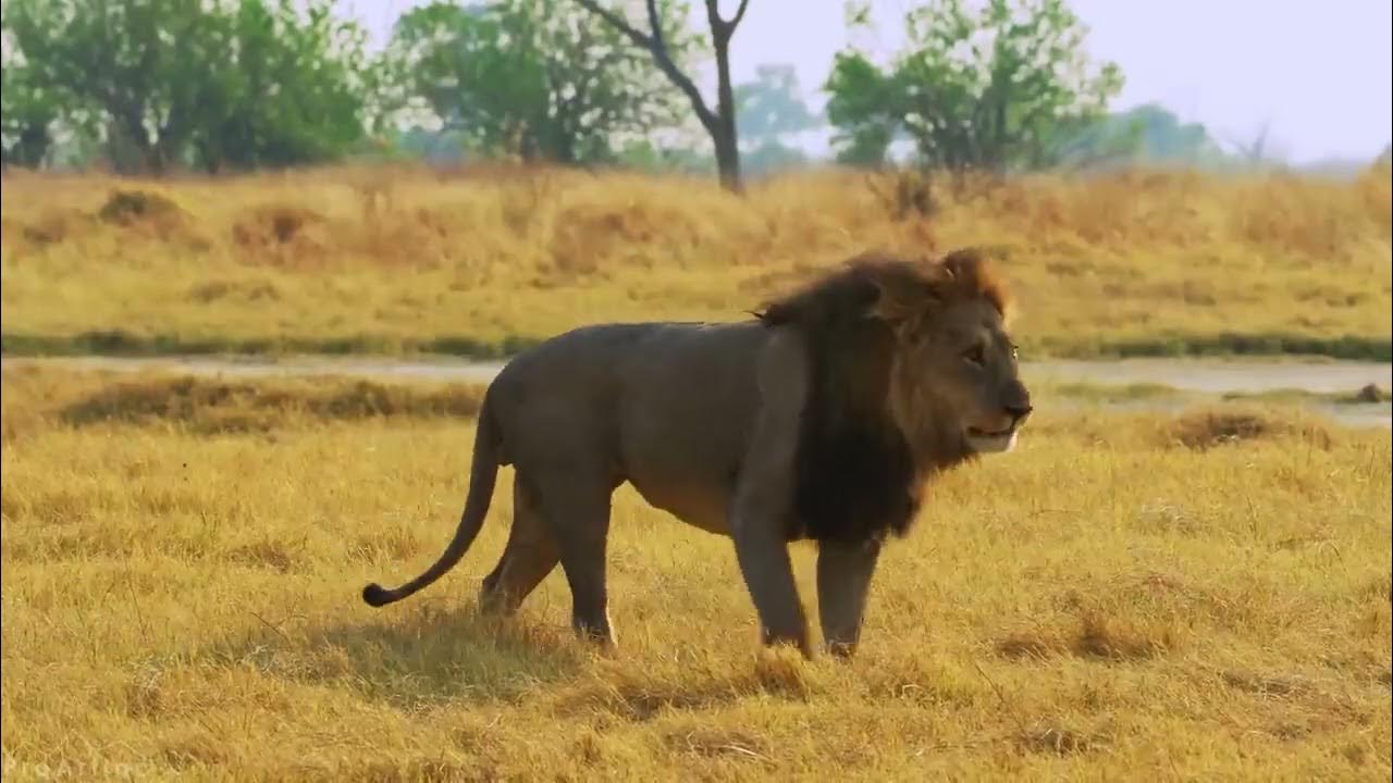 LIONS_DOCUMENTARY_2023_IN_HD. YouTube