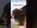 very emotional crying 😢 😭 cow&#39;s #ytshorts #trending #subscribe #like #comment