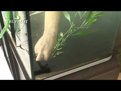 Comment installer des plantes dans un aquarium ?