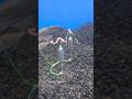 Bottom Fishing Rig Using Floats #shorts #fishing