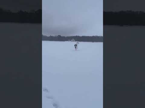 Арктическая тоска продолженип зимы Весна в Питере #питер #арктическаятоска #собакаизприюта