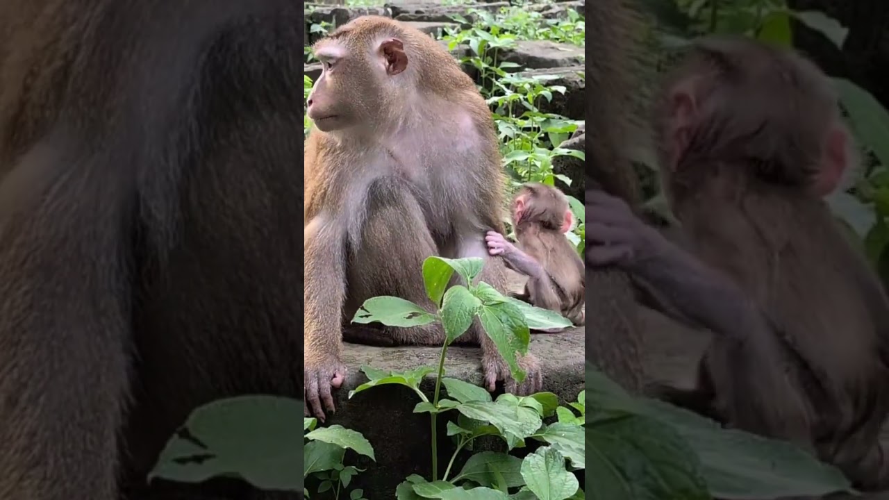 Where Love and Laughter Grow#38 