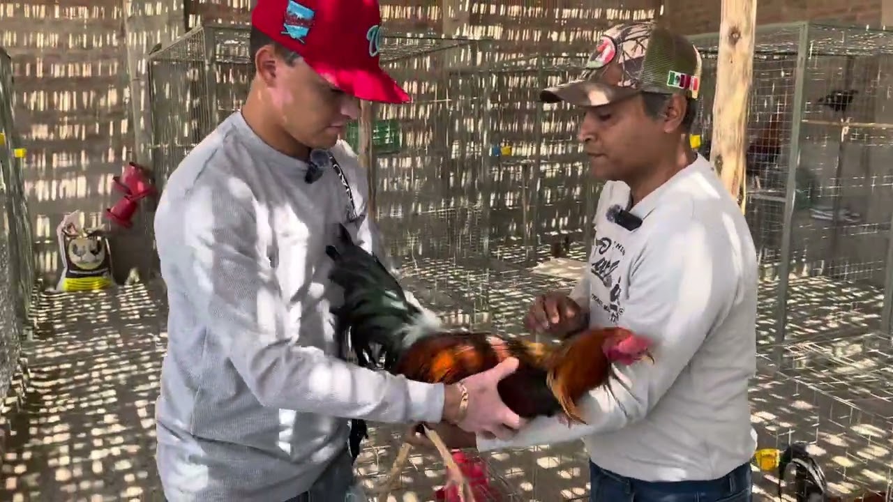 Criadero de gallos americanos en Perú 🇵🇪/ Jorge Santa María