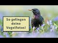 Vögel ansprechend fotografieren - Praxis-Tipps für bessere Bilder (Vortrag Naturfototage Hunsrück)