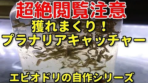 大量のプラナリアを手に乗せた結果 Mp3