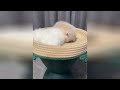 にゃんこパワーで心がぽかぽか♪