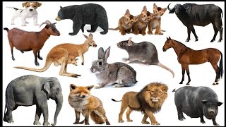 पालतु और जंगली जानवरों के नाम हिंदी और अंग्रेजी में। Pet  and wild animals name in hindi and english