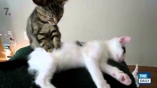 TOP 10 BEST CAT VIDEOS OF ALL TIME! by Funny Cats Vines 2 views 8 years ago 2 minutes, 40 seconds