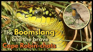 The Boomslang and the brave Cape Robin-chats