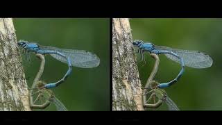 Damselfly pair - sbs 3d -  parallel view