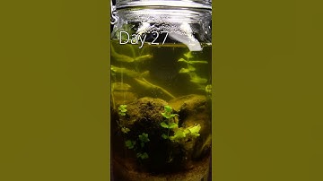 This is how I set up my jar ecosystem #timelapse