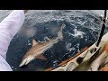 Kayak Fishing: SHARKS EVERYWHERE, Tuna & Roosterfish | Field Trips Panama