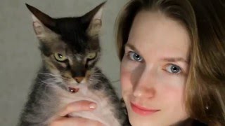 Мастер-класс: медальон из полимерной глины на ошейник для кота Мастер-класс: медальон из полимерной глины на ошейник для кота