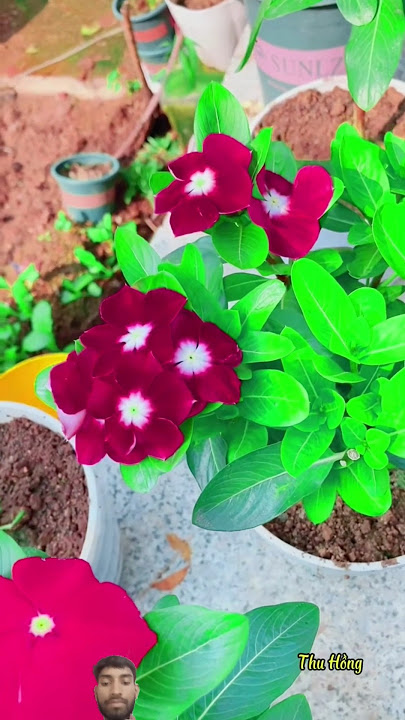 Vinca flowers plants review #flowers #garden #gardening #plants #shorts #youtubeshorts #vinca