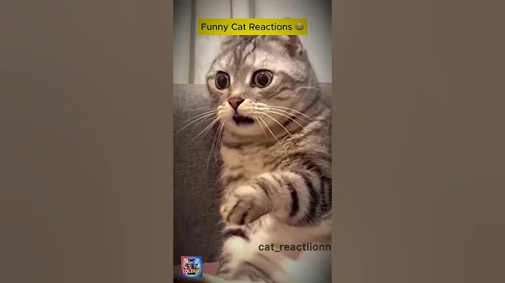 Video 9356881: funny cat compilation, funny fails compilation, compilation best funny, compilation clean, cat reaction