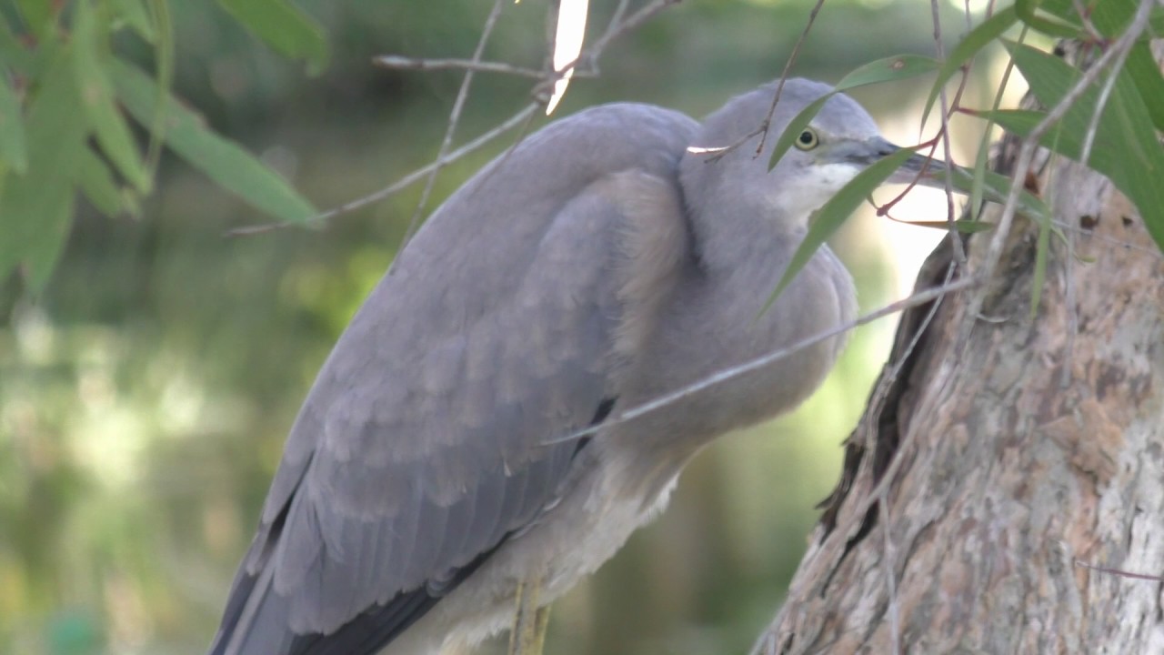 White-faced Heron 