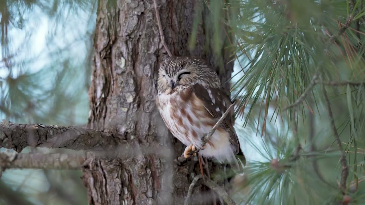 Northern Saw-whet Owl - Northern Harrier 02-14-26