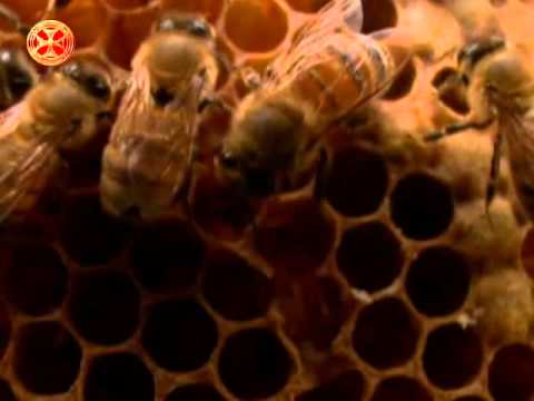 ლექციები მეფუტკრეობაზე 23 ( ფუტკრის ღალიანობა )