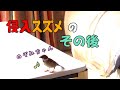 部屋に侵入したスズメのその後、のぞみちゃんはどうしてる?