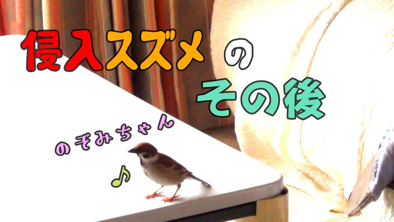 部屋に侵入したスズメのその後、のぞみちゃんはどうしてる?