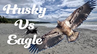 Siberian Husky & Juvenile Bald Eagle at the Beach 🌊🦅🐕