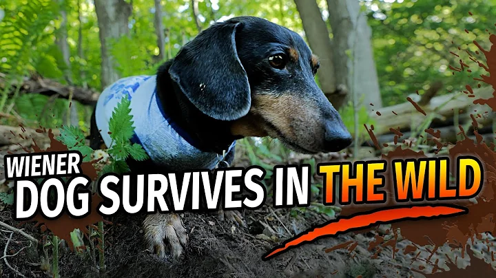 Wiener Dog's Wilderness Survival Show! - with Oakl...
