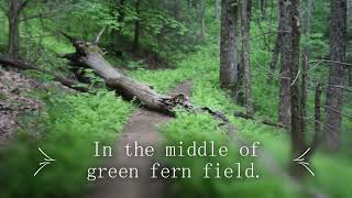 Coosa Backcountry Trail To Blood Mountain From Georgia Vogel State Park.
