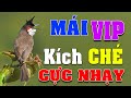 🔊 Nghe Là Phê: Tiếng Chào Mào Mái Chép Miệng Khêu Gợi Giúp Trống Trị Chim Tụt Lửa Không Tạp Âm