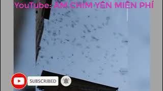 ÂM THANH DỤ CHIM YẾN VÀO NHÀ THÀNH CÔNG NHẤT HIỆN NAY