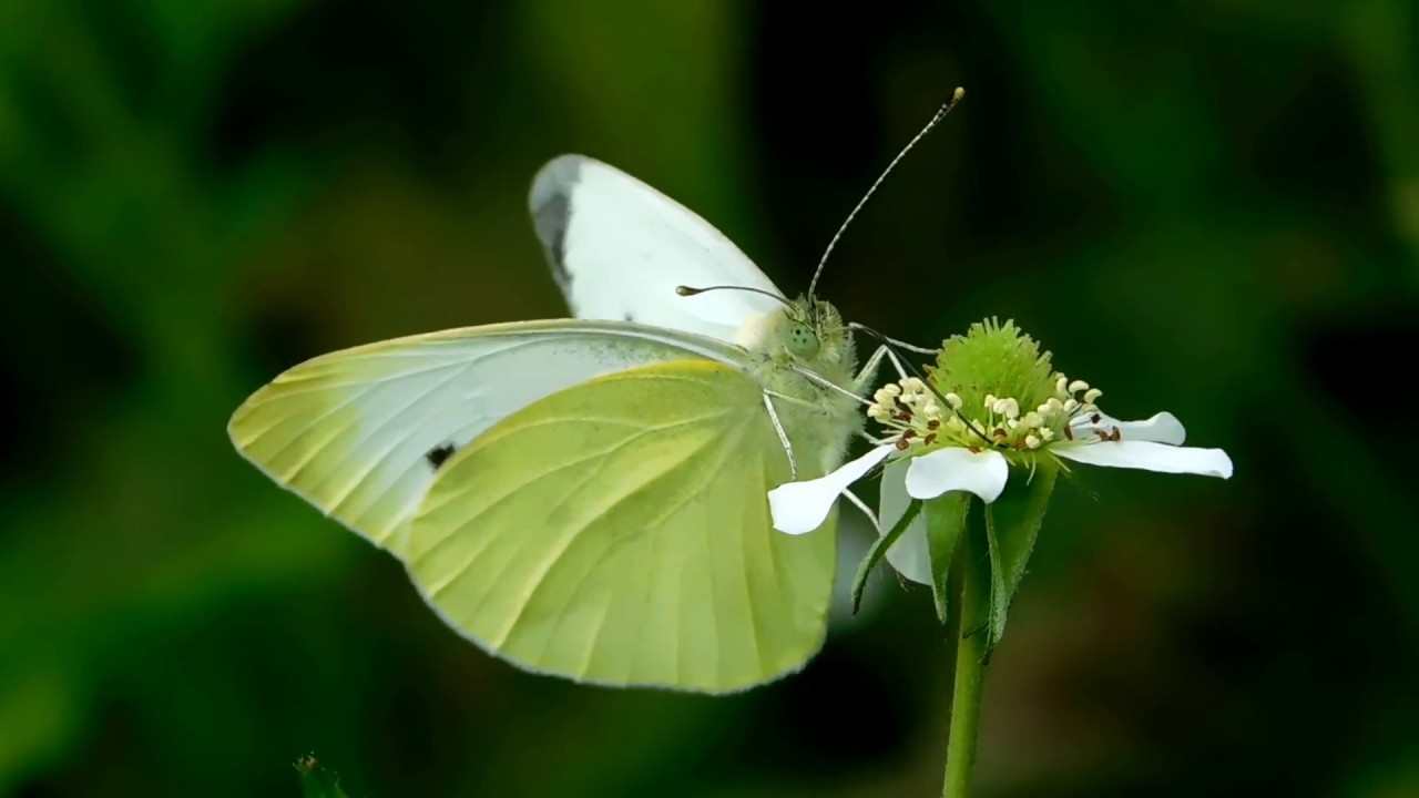 Cabbage Butterfly Feeding YouTube
