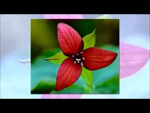 Vídeo: Amb quina freqüència floreix el trillium?