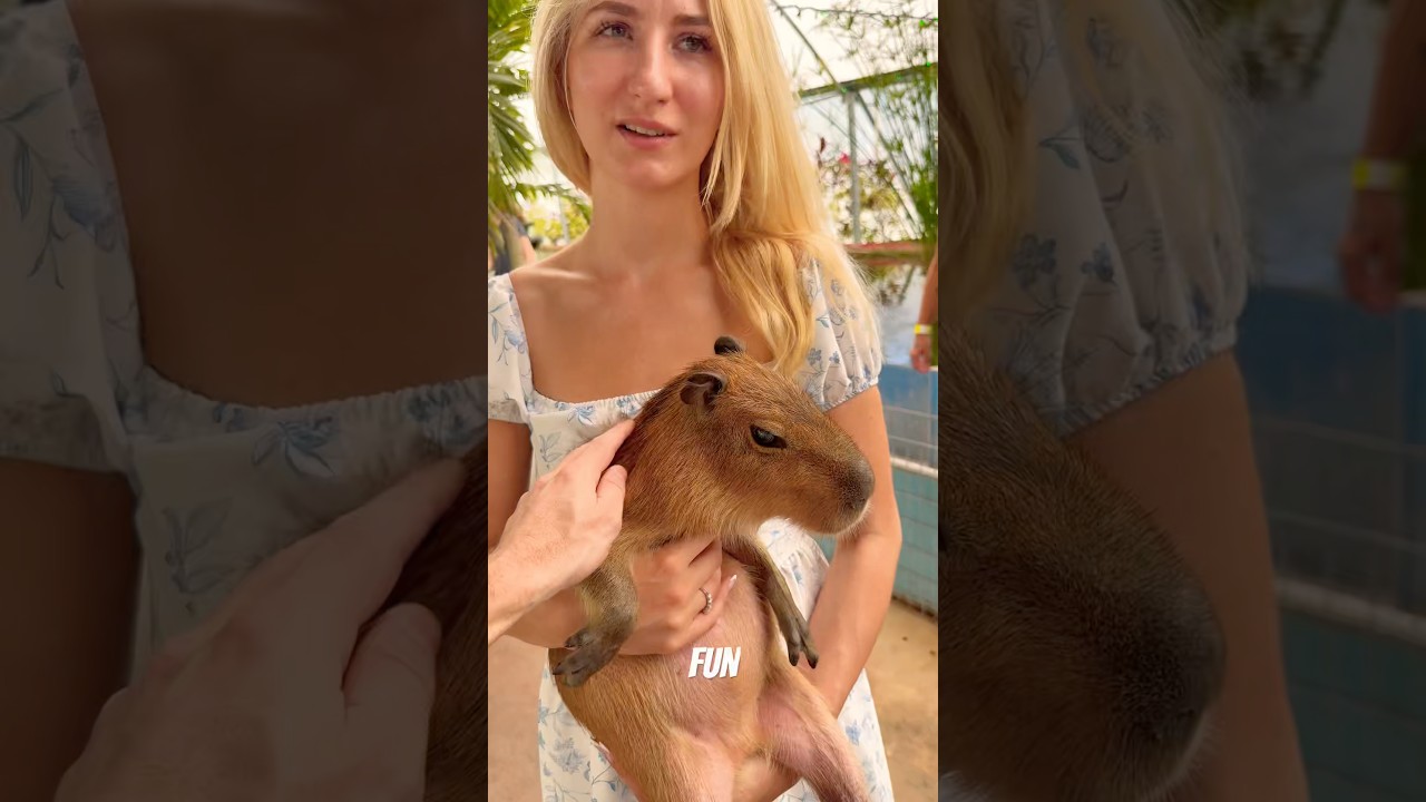 Capybara attacked a woman 👩🏼 