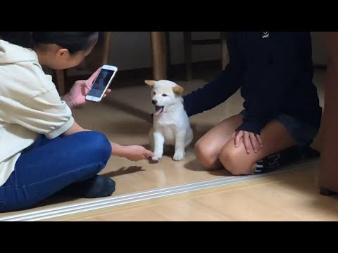 生後５０日過ぎの柴犬の子犬を家族に迎えるとこんな幸せになる動画【総集編1】