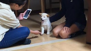 生後日過ぎの柴犬の子犬を家族に迎えるとこんな幸せになる動画【総集編1】