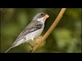 CANTO do PÁSSARO CHORÂO ♫ (Sporophila leucoptera) White-bellied Seedeater