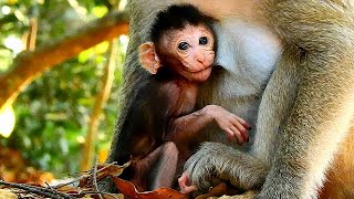 Extremely cute and Beautiful baby Madea from mom Madie. by Everyday Monkey 1,036 views 3 years ago 8 minutes, 37 seconds