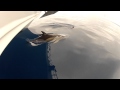Common dolphins bowriding with our catamaran 1
