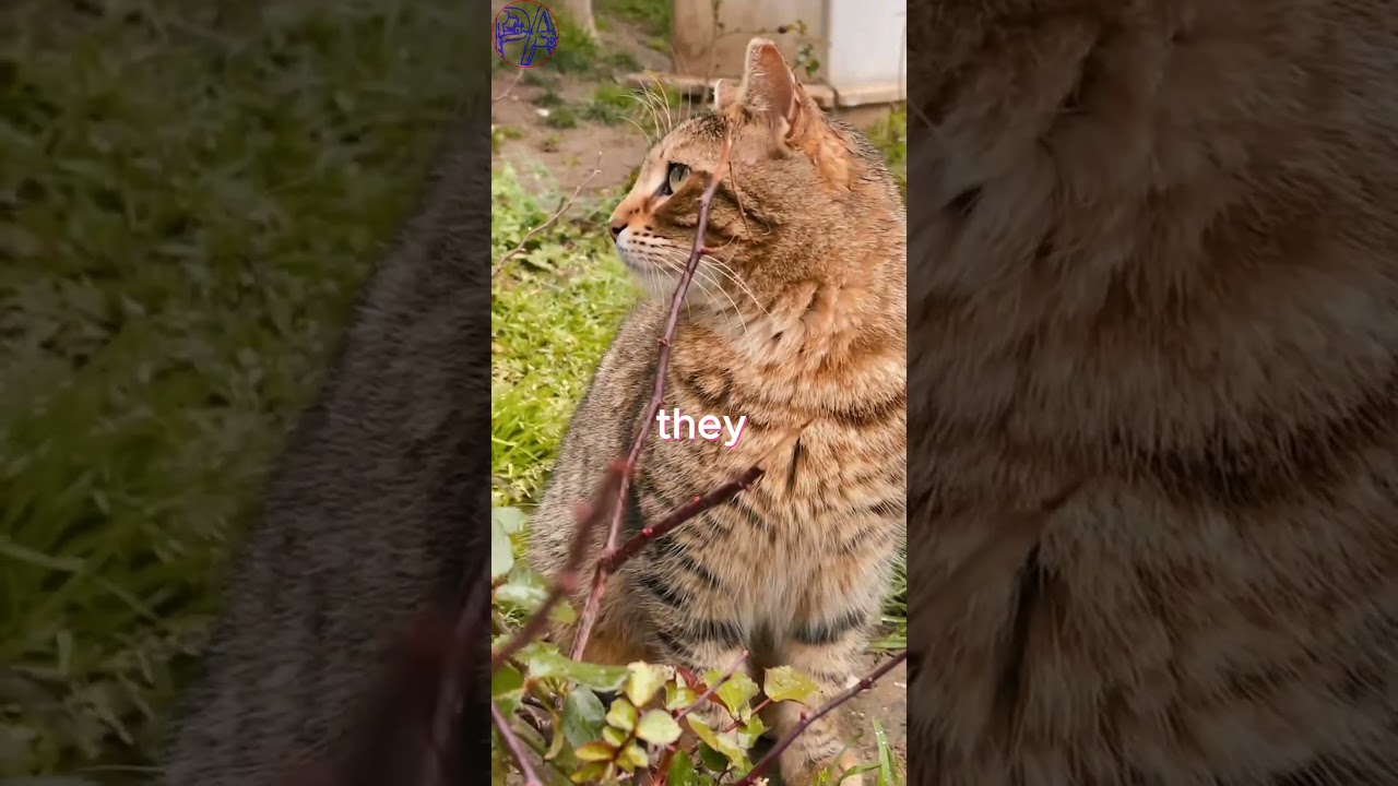 Cats Can Jump Up to Six Times #viral #video  #cat #animalbehavior #catsrule #cats #animal#cutecat