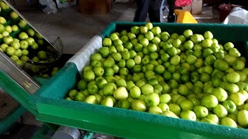 Automatic apple weight grading sorting line